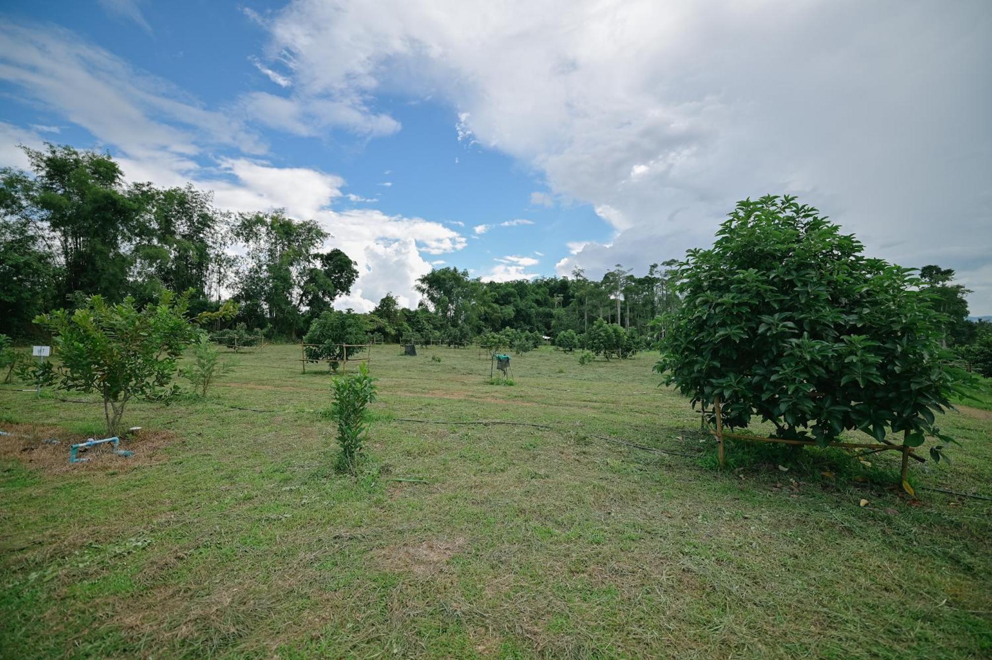 Homestay ไร่นภาดลรีสอร์ท Mae Suai